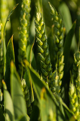 macro wheat