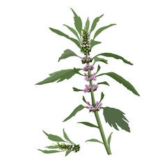 Vector botanical illustration.