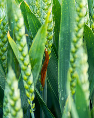 slug on wheat