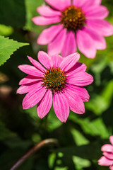 Fototapeta premium Flowers in June 2019