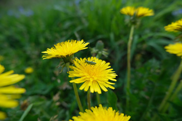 A green grasshopper sits on a yellow dandelion flower. View of the grasshopper from the side.