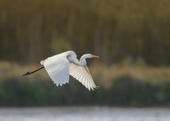 Fliegender Silberreiher über dem See