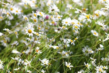 white flowers in garden