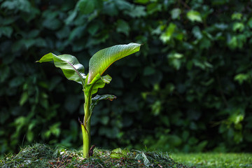 Young banana tree in the garden