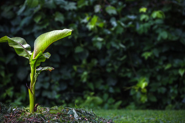 Young banana tree in the garden