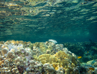 sea fish near coral, underwater