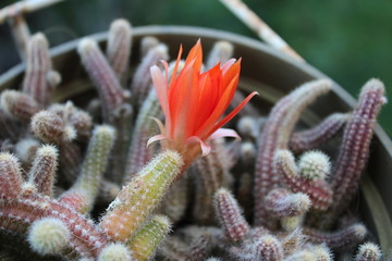 Beautiful cactus flower on my organic terrace. Macro photography, close up