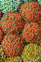 Coral Bead Plant (Nertera granadensis) close-up.