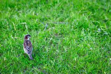 Little Sparrow in the grass. Park. Wildlife.