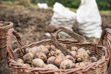 The wicker basket is filled with freshly dug potatoes, close up. On basket there is hoe - hand tools for potato digging. Harvesting