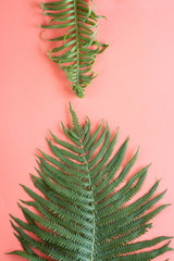 Young and old fern leaves isolated on pink background