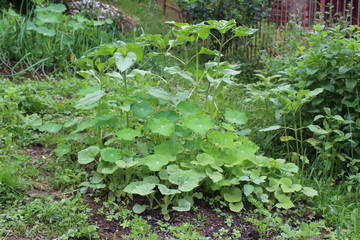 Obraz premium Gardening using permaculture principles, synergy between plants, nasturtium, pumpkins, sunflower, dill and onion. My organic garden 