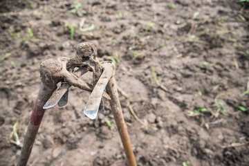 Hoe is retro hand tool for potato digging