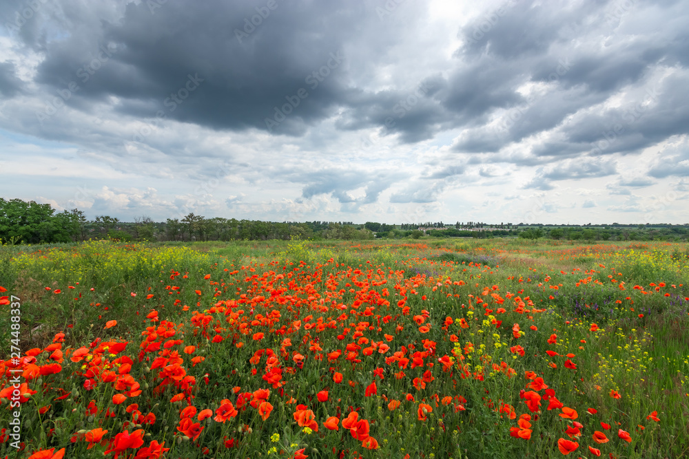 Wall mural bright day red poppies on green field / wild flowers natural beauty