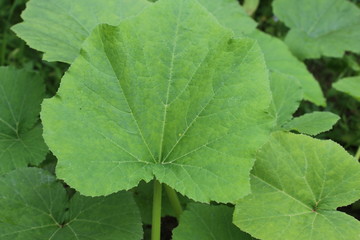 Fototapeta premium Green muscat pumpkin leaves, textured. Macro photography. 