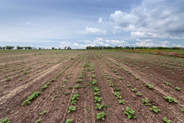 Fototapeta na wymiar young seedlings on the field / planted vegetables in the field of Ukraine
