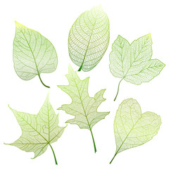 Set  leaves.  Vector illustration. EPS 10.