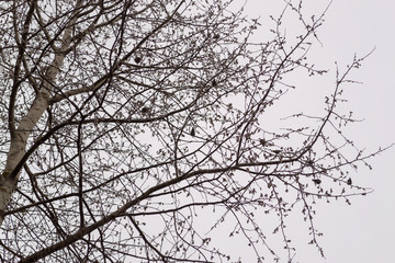 Sparrows on the branches of a tree in early spring against a gray sky