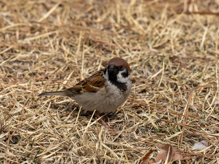 sparrow on the grass
