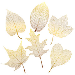 Set  leaves.  Vector illustration. EPS 10.