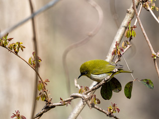 Japanese White-eye bird on a branch