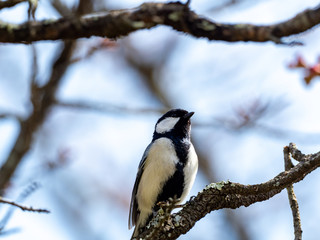 Obraz premium great tit on a branch