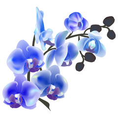 Fototapeta na wymiar Flower Orchid isolated on white background. Vector illustration, EPS 10