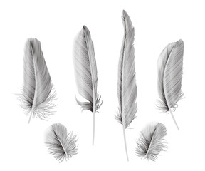 Set of isolated feathers. Vector illustration. EPS 10