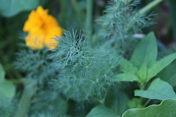  Gardening using permaculture principles, synergy between plants, nasturtium, pumpkins, sunflower, dill and onion. My organic garden 