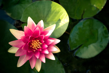beautiful flower of pink lotus in a pond in lively colors