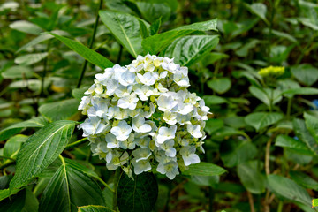Hydrangea in full bloom in Japan