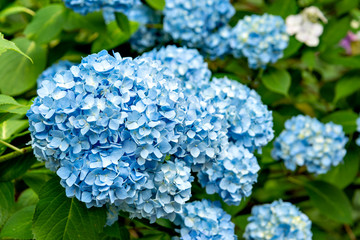 Hydrangea in full bloom in Japan