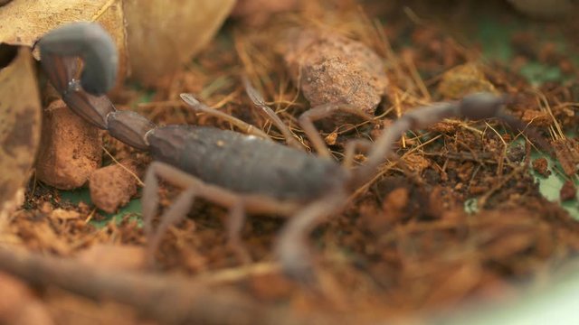 Close-up low angle still shot of centruroides margaritatus, a tropical rainforest scorpion in an attack position at a conservation center, Costa Rica
