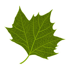 Leaf maple, isolated. Vector illustration .EPS 10