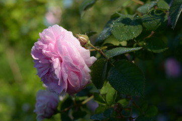 Fototapeta na wymiar Pink Rose flower with raindrops on background pink roses flowers. Nature.