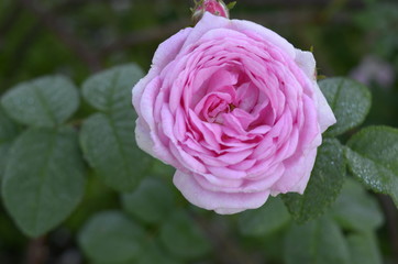 Pink Rose flower with raindrops on background pink roses flowers. Nature.