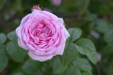 Pink Rose flower with raindrops on background pink roses flowers. Nature.