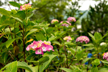 Hydrangea in full bloom in Japan