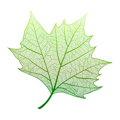 Leaf maple, isolated. Vector illustration .EPS 10
