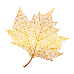 Leaf maple, isolated. Vector illustration .EPS 10
