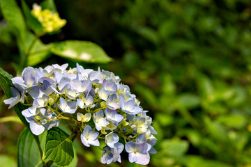 Hydrangea in full bloom in Japan