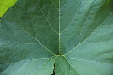 Green muscat pumpkin leaves, textured. Macro photography. 