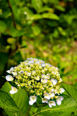 Hydrangea in full bloom in Japan