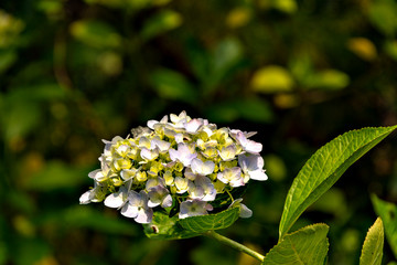 Hydrangea in full bloom in Japan