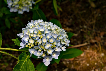 Hydrangea in full bloom in Japan