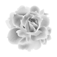 Beautiful Rose flower isolated on white background. Vector illustration. EPS 10