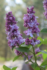 Lilacs