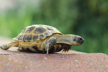 The Central Asian tortoise, also known as the brown Asian tortoise, walks along a red stone pavement and looks around with interest. blurred green plants in the background