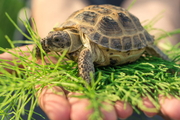 The Central Asian tortoise, also known as the Asian brown tortoise, sits on a horsetail stalk in human male hands.