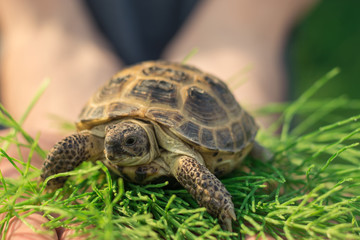 The Central Asian tortoise, also known as the Asian brown tortoise, sits on a horsetail stalk in human male hands.
